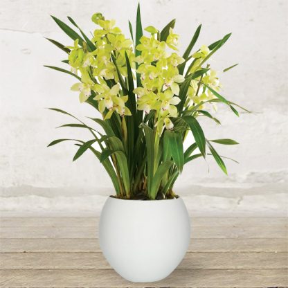 cymbidium