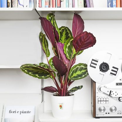 calathea-pianta-verona-fiori-appartamento