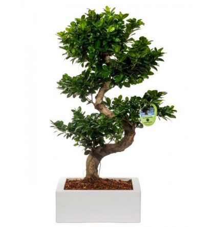 475639784 ficus